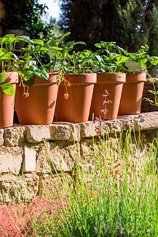 Fragaria_vesca_Potted_Strawberries_Provence_France