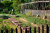 Tomatoes Planting and White mustard seedlings protected from the sun by crates, Vegetable Garden, Provence, France