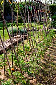 Tomatoes Plants and White mustard seedlings protected from the sun by crates, Vegetable Garden, Provence, France