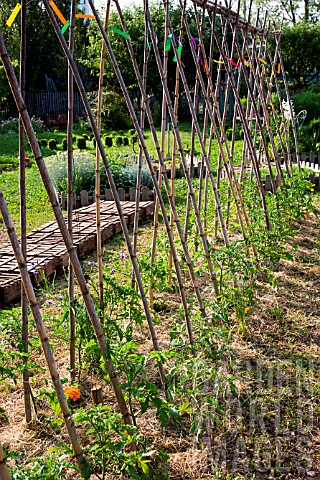 Tomatoes_Plants_and_White_mustard_seedlings_protected_from_the_sun_by_crates_Vegetable_Garden_Proven