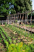 Tomatoes on stake sin Vegetable Garden, Provence, France