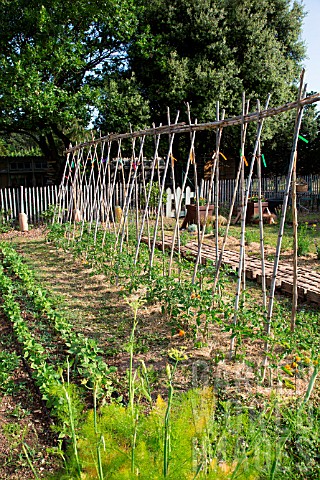 Tomatoes_on_stake_sin_Vegetable_Garden_Provence_France