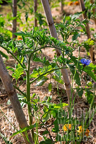 Tomatoes_on_stake_sin_Vegetable_Garden_Provence_France