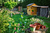 Oenothera speciosa (Pink Evening primrose) in front of a garden shed, Provence, France