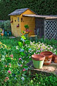 Oenothera speciosa (Pink Evening primrose) in front of a garden shed, Provence, France