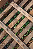 White mustard seedlings protected from the sun with crates, Vegetable Garden, Provence, France