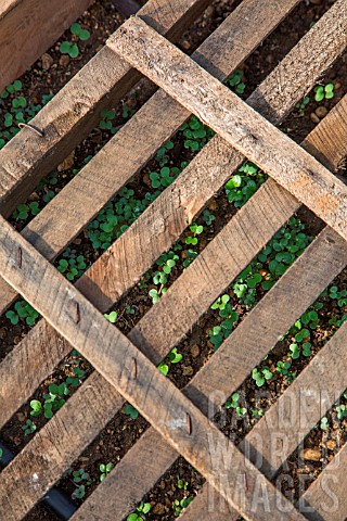 White_mustard_seedlings_protected_from_the_sun_with_crates_Vegetable_Garden_Provence_France