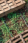 White mustard seedlings protected from the sun with crates, Vegetable Garden, Provence, France