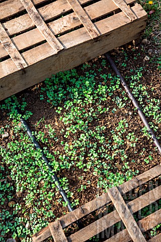 White_mustard_seedlings_protected_from_the_sun_with_crates_Vegetable_Garden_Provence_France