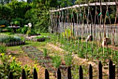 Tomato Planting and White mustard seedlings, Vegetable Garden, Provence, France