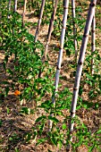 Tomatoes on stakes in Vegetable Garden, Provence, France