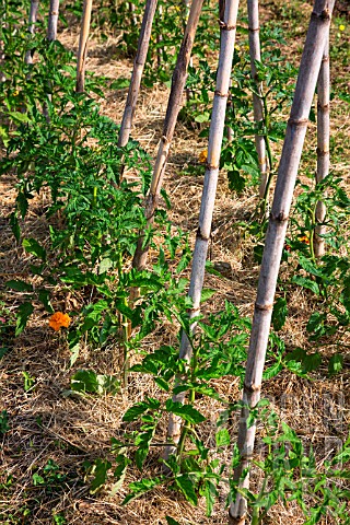 Tomatoes_on_stakes_in_Vegetable_Garden_Provence_France