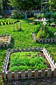 Mesclun (salad mix) and Dill seedling in Vegetable Garden, Provence, France