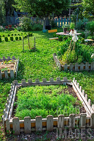 Mesclun_salad_mix_and_Dill_seedling_in_Vegetable_Garden_Provence_France
