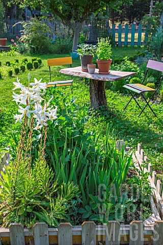 Lilium_Gladiolus_Dahliasand_aromatic_plants_in_pots_Vegetable_Garden_Provence_France