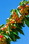 Ripening cherries on the tree, Provence, France