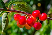 Ripening cherries on the tree, Provence, France