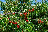 Red cherries on the tree in the Vegetable Garden, Provence, France