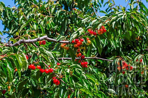 Red_cherries_on_the_tree_in_the_Vegetable_Garden_Provence_France