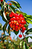 Ripening cherries on the tree, Provence, France