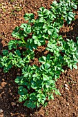 Potato Amandine in June, Provence, France