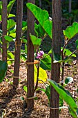 Flower of Solanum melongena (Aubergine) in Vegetable Garden, Provence, France