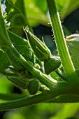 Flower bud of Pattypan Squash, Provence, France