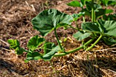 Stem of Squash plant in Vegetable Garden, Provence, France