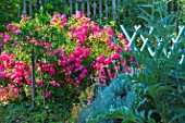 Bright pink Rosa in bloom and small vegetable garden barrier, Provence, France