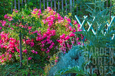Bright_pink_Rosa_in_bloom_and_small_vegetable_garden_barrier_Provence_France