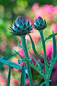 Flower of Cynara cardunculus (Cardoon), Provence, France