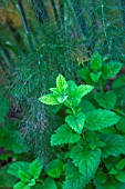 Melissa officinalis and Foeniculum officinalis