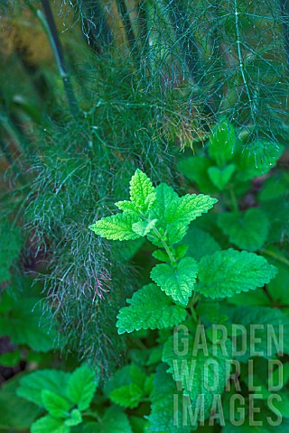 Melissa_officinalis_and_Foeniculum_officinalis