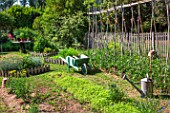 Bed of White mustard and tomatoes on stakes, wheelbarrow and watering in vegetable garden, Provence, France