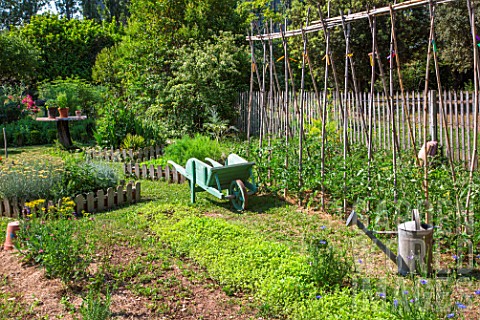 Bed_of_White_mustard_and_tomatoes_on_stakes_wheelbarrow_and_watering_in_vegetable_garden_Provence_Fr