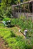 Bed of White mustard and tomatoes on stakes, wheelbarrow and watering in vegetable garden, Provence, France