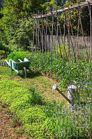 Bed_of_White_mustard_and_tomatoes_on_stakes_wheelbarrow_and_watering_in_vegetable_garden_Provence_Fr