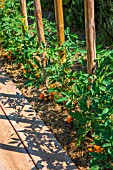 Tomato on stakes and Tagetes as companion planting in a vegetable garden, Provence, France