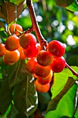 Ripening cherries on the tree, Provence, France