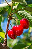 Red cherries on the tree in the Vegetable Garden, Provence, France