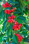 Red cherries on tree, Provence, France