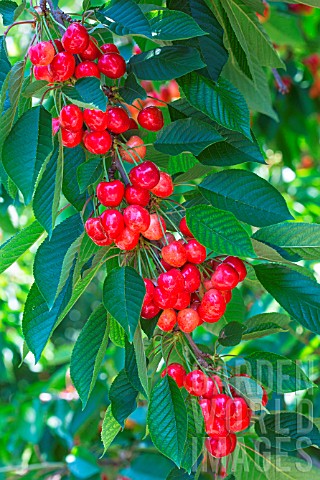 Red_cherries_on_tree_Provence_France