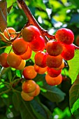 Ripening cherries on the tree, Provence, France