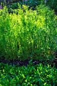 Dill and Mesclun (Salad mix) in Vegetable Garden, Provence, France