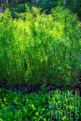 Dill_and_Mesclun_Salad_mix_in_Vegetable_Garden_Provence_France