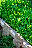 Mesclun salad mix in a square foot kitchen garden, Provence, France