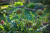 Cynara scolymus  (Globe artichoke), Provence, France