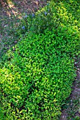 White Mustard used as green manure in a kitchen garden, Provence, France