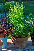 Sage, purple and green basil pots in Vegetable Garden, Provence, France