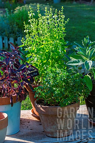 Sage_purple_and_green_basil_pots_in_Vegetable_Garden_Provence_France